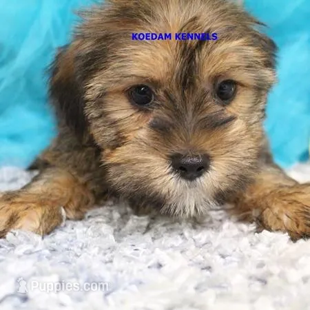 Winter Male 1 – Shorkie puppy for sale in Rock Rapids, IA