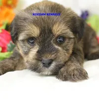 Winter Male 1, a male Shorkie for sale in Rock Rapids, IA – Photo 2 of 2