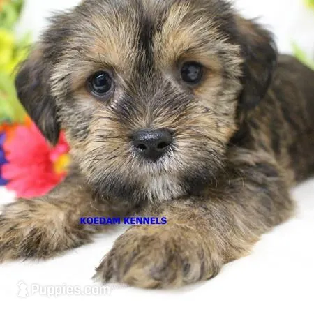 Winter Male 1 – Shorkie puppy for sale in Rock Rapids, IA