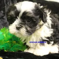 Wiggles Male 2, a male Mal Shi for sale in Rock Rapids, IA – Photo 2 of 2