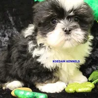 Wiggles Male 2, a male Mal Shi for sale in Rock Rapids, IA – Photo 5 of 5