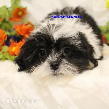 Wiggles Male 2 – Mal Shi puppy for sale in Rock Rapids, IA