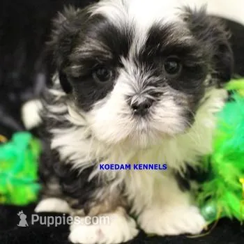 Wiggles Male 2, a male Mal Shi for sale in Rock Rapids, IA – Photo 1 of 2