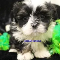 Wiggles Male 2, a male Mal Shi for sale in Rock Rapids, IA – Photo 3 of 5