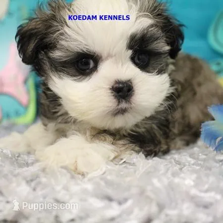 Firework Male – Mal Shi puppy for sale in Rock Rapids, IA