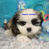 Firework Male, a male Mal Shi for sale in Rock Rapids, IA – 2 of 2