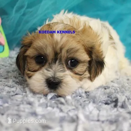 Uma Male 2 – Shichon puppy for sale in Rock Rapids, IA