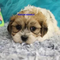 Uma Male 2, a male Shichon for sale in Rock Rapids, IA – 3 of 6
