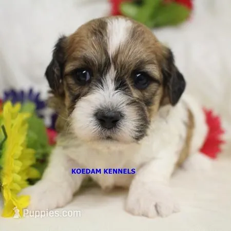 Uma Male 2 – Shichon puppy for sale in Rock Rapids, IA