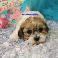 Uma Male 2, a male Shichon for sale in Rock Rapids, IA – 6 of 6