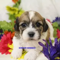Uma Male 2, a male Shichon for sale in Rock Rapids, IA – Photo 2 of 2