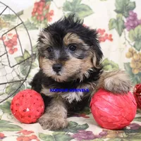 Pumpkin Male 4, a male Morkie for sale in Rock Rapids, IA – 4 of 4