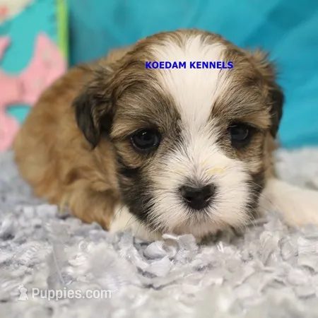 Tickles Male – Mal Shi puppy for sale in Rock Rapids, IA