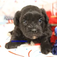 Eris Female 3, a female Shihpoo for sale in Rock Rapids, IA – 1 of 2
