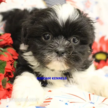 Zulu Male 3 – Shih Tzu puppy for sale in Rock Rapids, IA