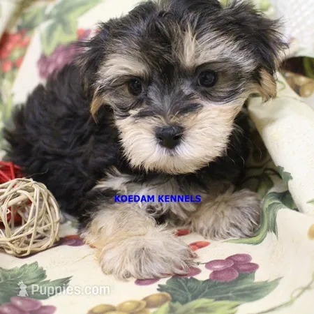 Pumpkin Female 1 – Morkie puppy for sale in Rock Rapids, IA