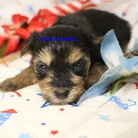 Pumpkin Male 4, a male Morkie for sale in Rock Rapids, IA – 2 of 2