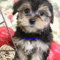 Pumpkin Male 2, a male Morkie for sale in Rock Rapids, IA – 1 of 4