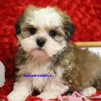 Flora Male 1, a male Maltese and Shih Tzu for sale in Rock Rapids, IA – Photo 2 of 6