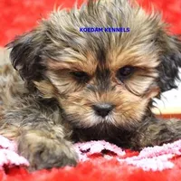 Fall Male 2, a male Shih Tzu and Yorkshire Terrier for sale in Rock Rapids, IA – Photo 2 of 2