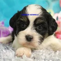 Shiva Female 2, a female Shichon for sale in Rock Rapids, IA – 1 of 2
