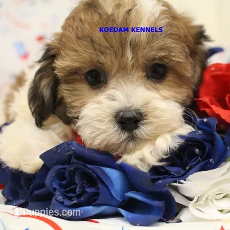 Summer Female 1 – Shichon puppy for sale in Rock Rapids, IA
