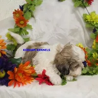 Doe Female 1, a female Shichon for sale in Rock Rapids, IA – 5 of 5