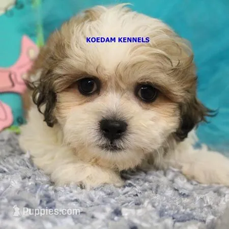Doe Female 1 – Shichon puppy for sale in Rock Rapids, IA