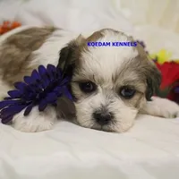 Doe Female 1, a female Shichon for sale in Rock Rapids, IA – Photo 2 of 2