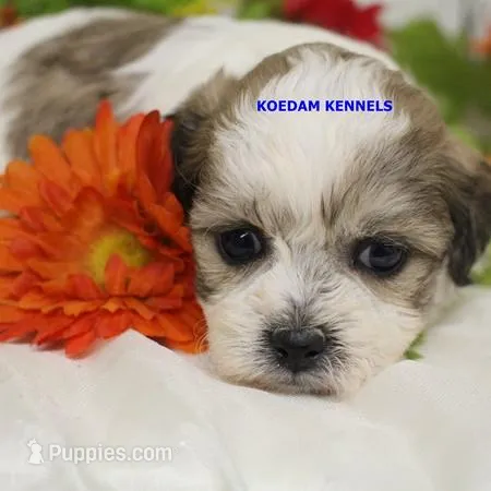 Doe Female 1 – Shichon puppy for sale in Rock Rapids, IA