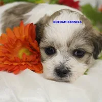 Doe Female 1, a female Shichon for sale in Rock Rapids, IA – Photo 1 of 2