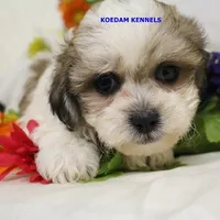Doe Female 1, a female Shichon for sale in Rock Rapids, IA – 2 of 5