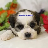 Noel Female 3, a female Shichon for sale in Rock Rapids, IA – Photo 2 of 4