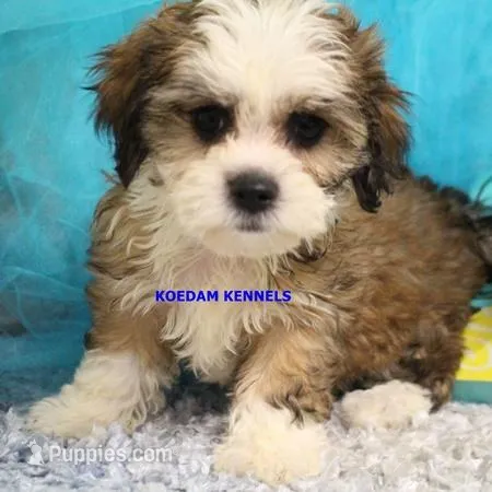 Noel Female 3 – Shichon puppy for sale in Rock Rapids, IA