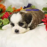 Noel Female 3, a female Shichon for sale in Rock Rapids, IA – Photo 3 of 4