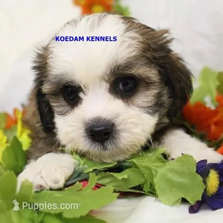 Noel Female 3 – Shichon puppy for sale in Rock Rapids, IA