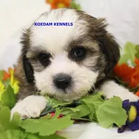 Noel Female 3, a female Shichon for sale in Rock Rapids, IA – Photo 1 of 4