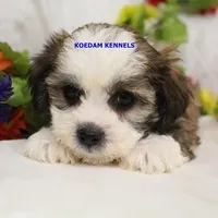 Noel Female 3, a female Shichon for sale in Rock Rapids, IA – Photo 4 of 4