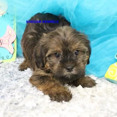 Winter Male 2 – Shorkie puppy for sale in Rock Rapids, IA