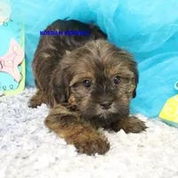 Winter Male 2, a male Shorkie for sale in Rock Rapids, IA – 1 of 5