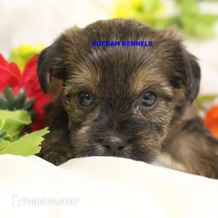 Winter Male 2 – Shorkie puppy for sale in Rock Rapids, IA