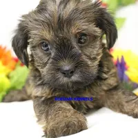Winter Male 2, a male Shorkie for sale in Rock Rapids, IA – 5 of 5