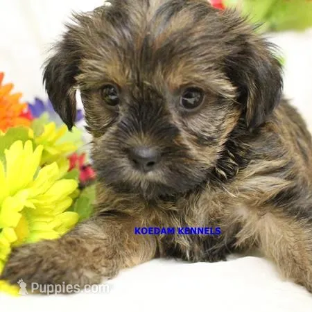 Winter Male 2 – Shorkie puppy for sale in Rock Rapids, IA
