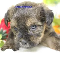 Winter Male 2, a male Shorkie for sale in Rock Rapids, IA – Photo 2 of 2