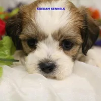 Noel Female 2, a female Shichon for sale in Rock Rapids, IA – Photo 3 of 4