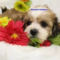 Noel Female 2, a female Shichon for sale in Rock Rapids, IA – Photo 4 of 4