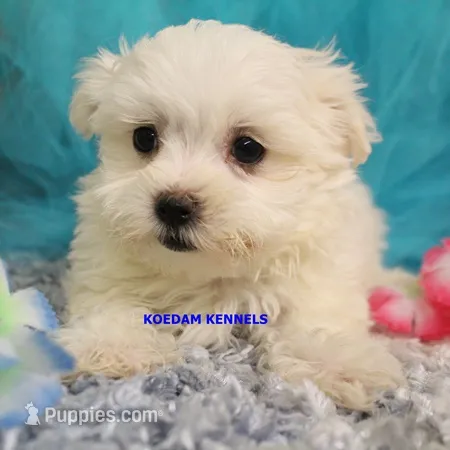 Patty Male – Maltese puppy for sale in Rock Rapids, IA