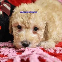 Daphne Male 1, a male Poodle - Miniature  for sale in Rock Rapids, IA – Photo 3 of 4