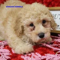 Daphne Male 1, a male Poodle - Miniature  for sale in Rock Rapids, IA – Photo 4 of 4