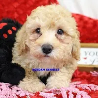 Daphne Male 1, a male Poodle - Miniature  for sale in Rock Rapids, IA – Photo 1 of 4